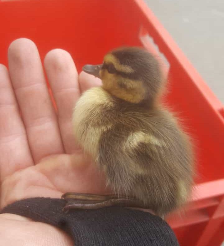 Arad: AUDIO FOTO Dovada că orice suflet contează: pompierii din Arad au salvat o rață sălbatică împreună cu puii ei