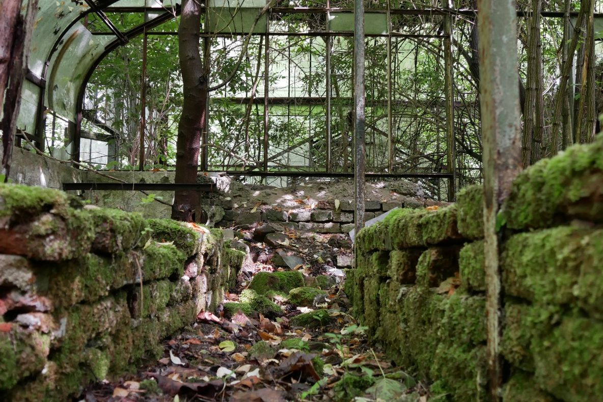 Arad: AUDIO O seră unică în Europa, de la un castel ai cărui oaspeți au fost Regii Carol al II-lea și Mihai I și Regina Mamă Elena, pusă în siguranță cu "Ambulanța pentru Monumente", susținută de către Prințul de Wales, moștenitorul Coroanei Britanice și 