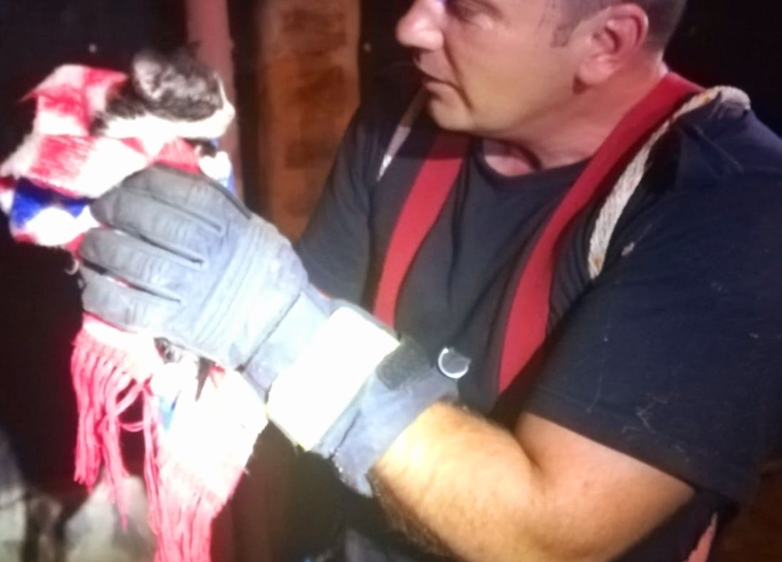 Arad: AUDIO FOTO Misiune inedită pentru pompierii din Arad: au salvat o pisică dintr-o fântână de cca 7 metri