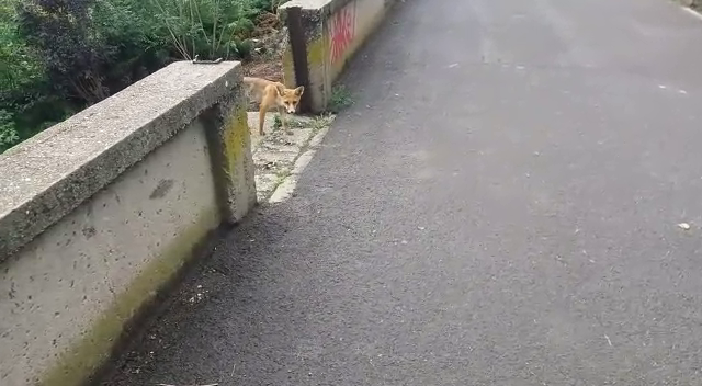 Arad: AUDIO FOTO VIDEO Apariții surprinzătoare prin centrul Aradului. Ce spun specialiștii