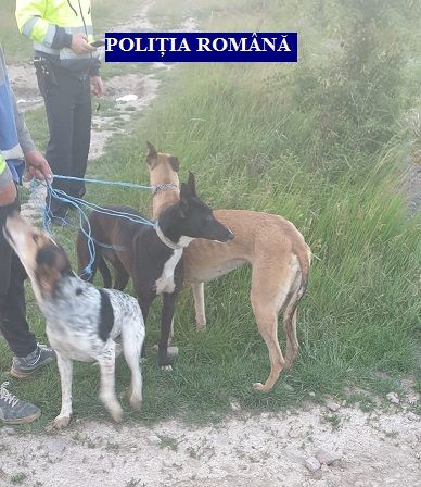 Arad: AUDIO Cercetați pentru braconaj cu ogari, în județul Arad