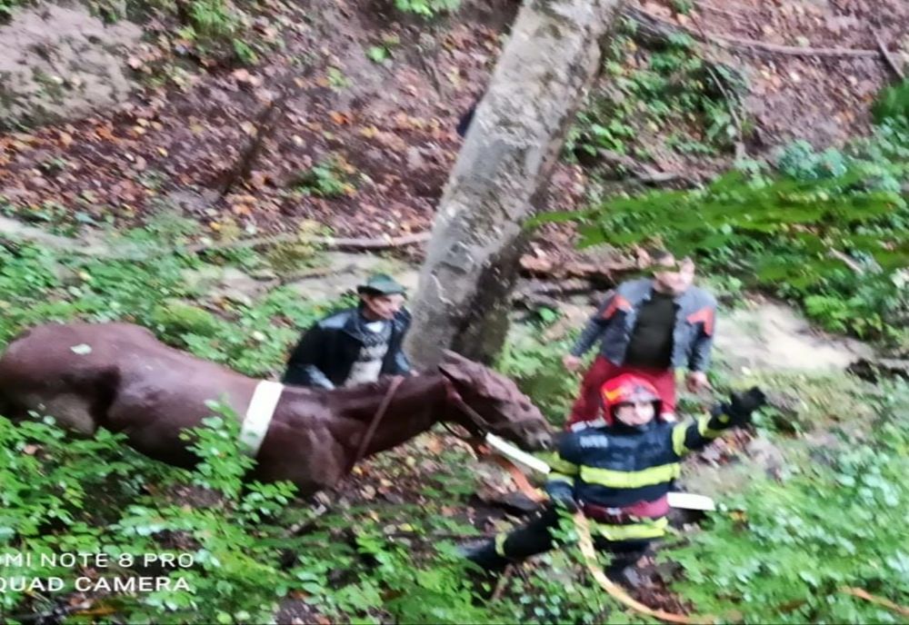 Operațiune spectaculoasă de salvare a unui cal dintr-o râpă adâncă