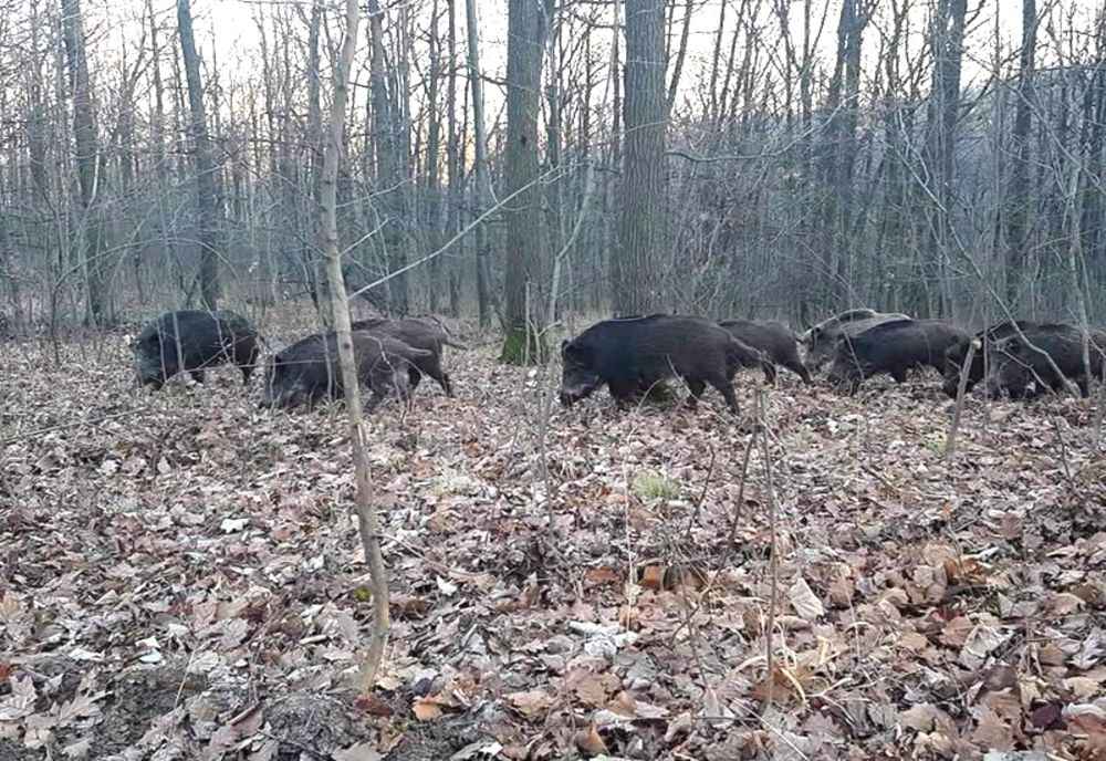 Traseele montane din județul Arad, închise din cauza pestei porcine