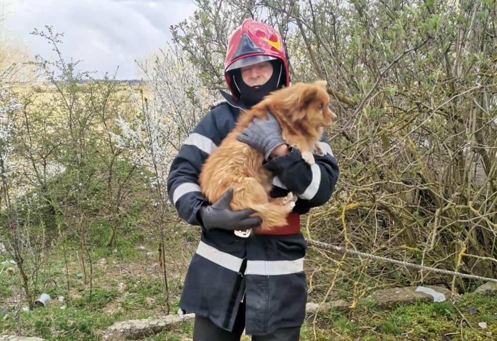 Salvat și adoptat. Pompierii din Arad au mai făcut o faptă bună
