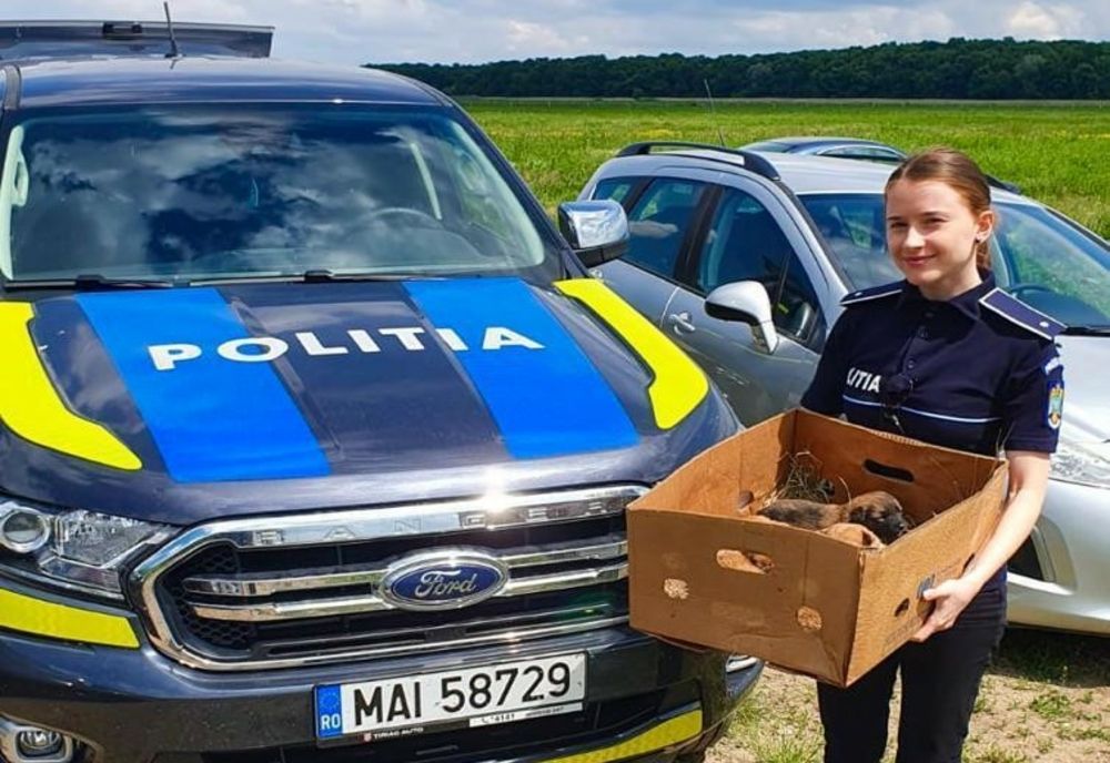 Cățeluși lăsați să moară de foame și de sete pe un câmp din județul Arad