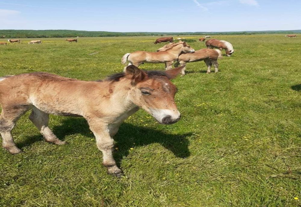 Hoți de cabaline, în vestul țării 