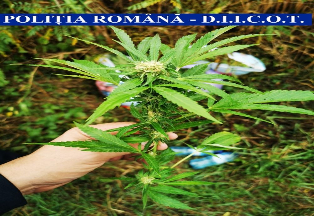 Cercetați pentru trafic de droguri de mare risc