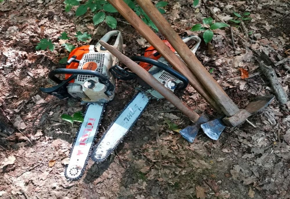 Tăiere ilegală și furt de arbori