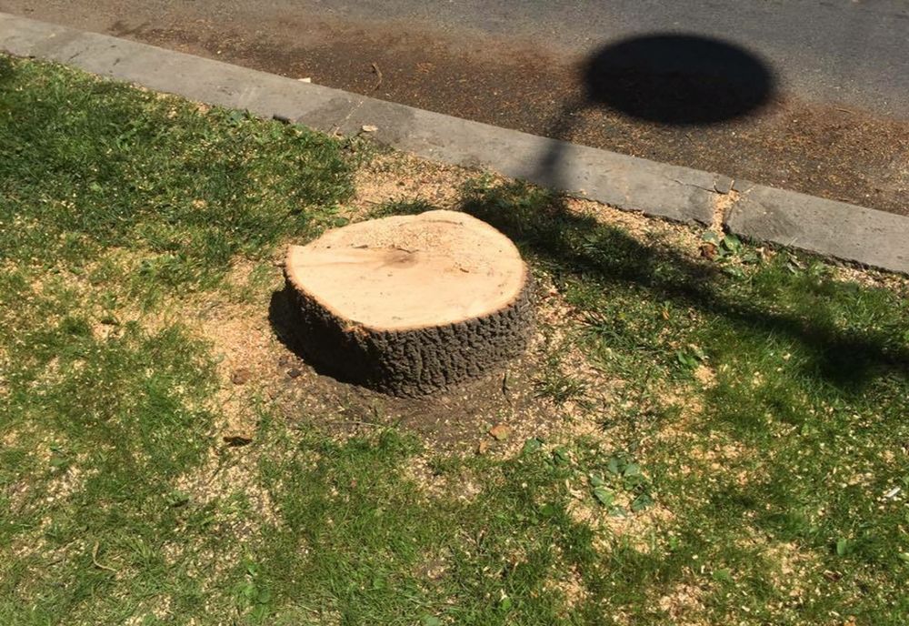 Atenție la tăierile unor pomi care poate vi se par ai nimănui: riscați amenzi