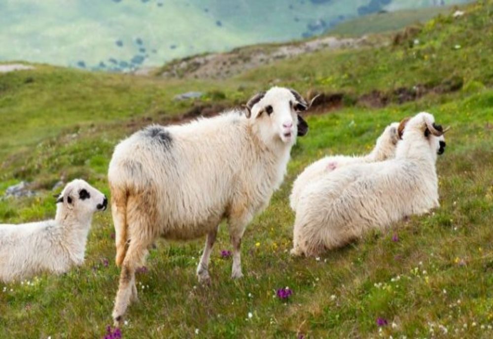 Posibil focar de scrapie la o fermă din județul Arad