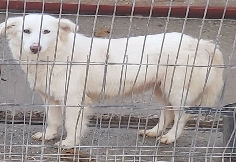 Ziua Mondială a Animalelor fără Stăpân: la Arad este una dintre cele mai importante comunități care sprijină adopția