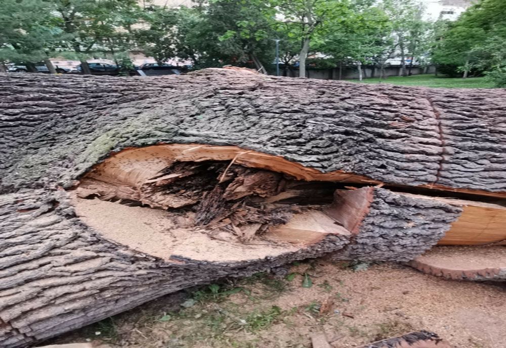 Tăierea unui stejar secular crează controverse, la Arad