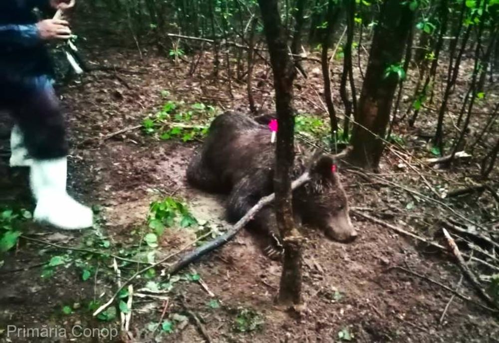 Un urs prins în laţ la Milova a fost tranchilizat şi salvat; atenţionare transmisă localnicilor