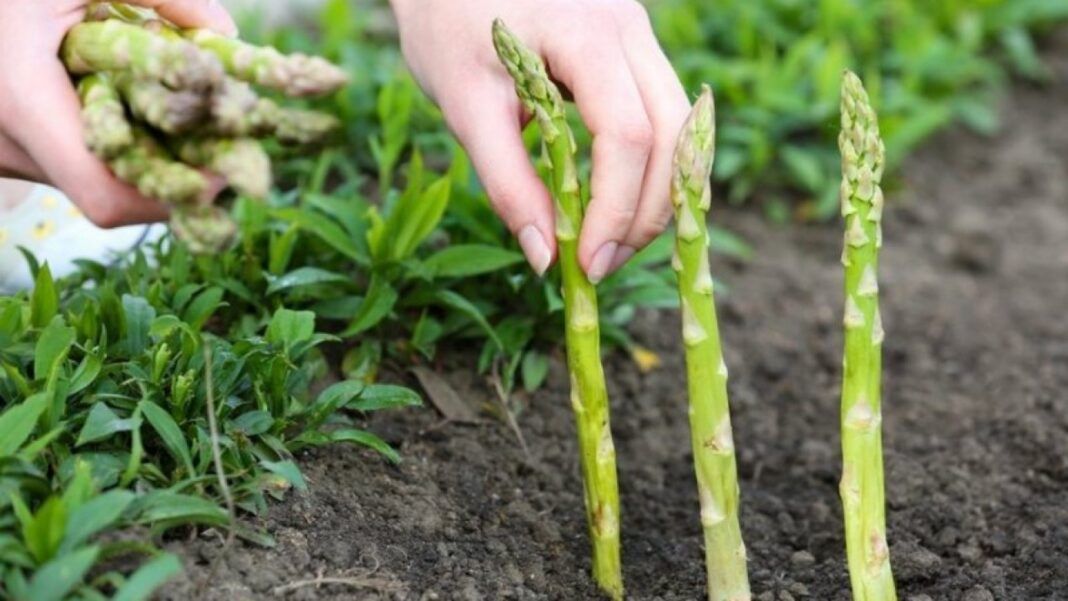 Fermier german disperat: „Fără români, sparanghelul rămâne pe câmp!”