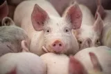 Zeci de porci aduși ilegal din Ungaria au fost incinerați la Nădlac