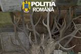 Percheziții de amploare în Arad: arme ilegale, muniție și sute de trofee descoperite. Patru suspecți, reținuți