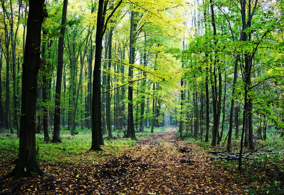 Foresttt