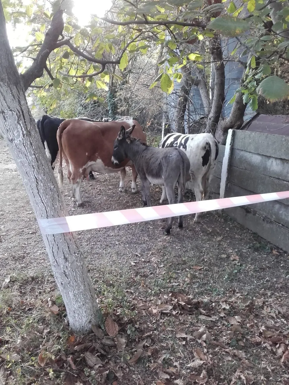 ARADCU VACI MAGARI PRIMARIE MI17OCT (8)