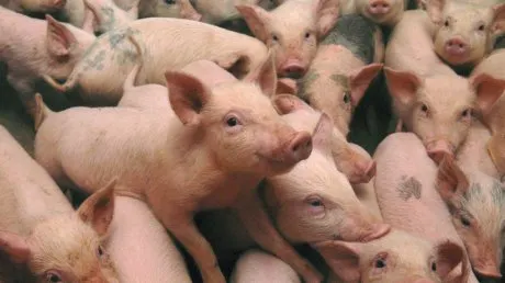 porci_pesta_85360300