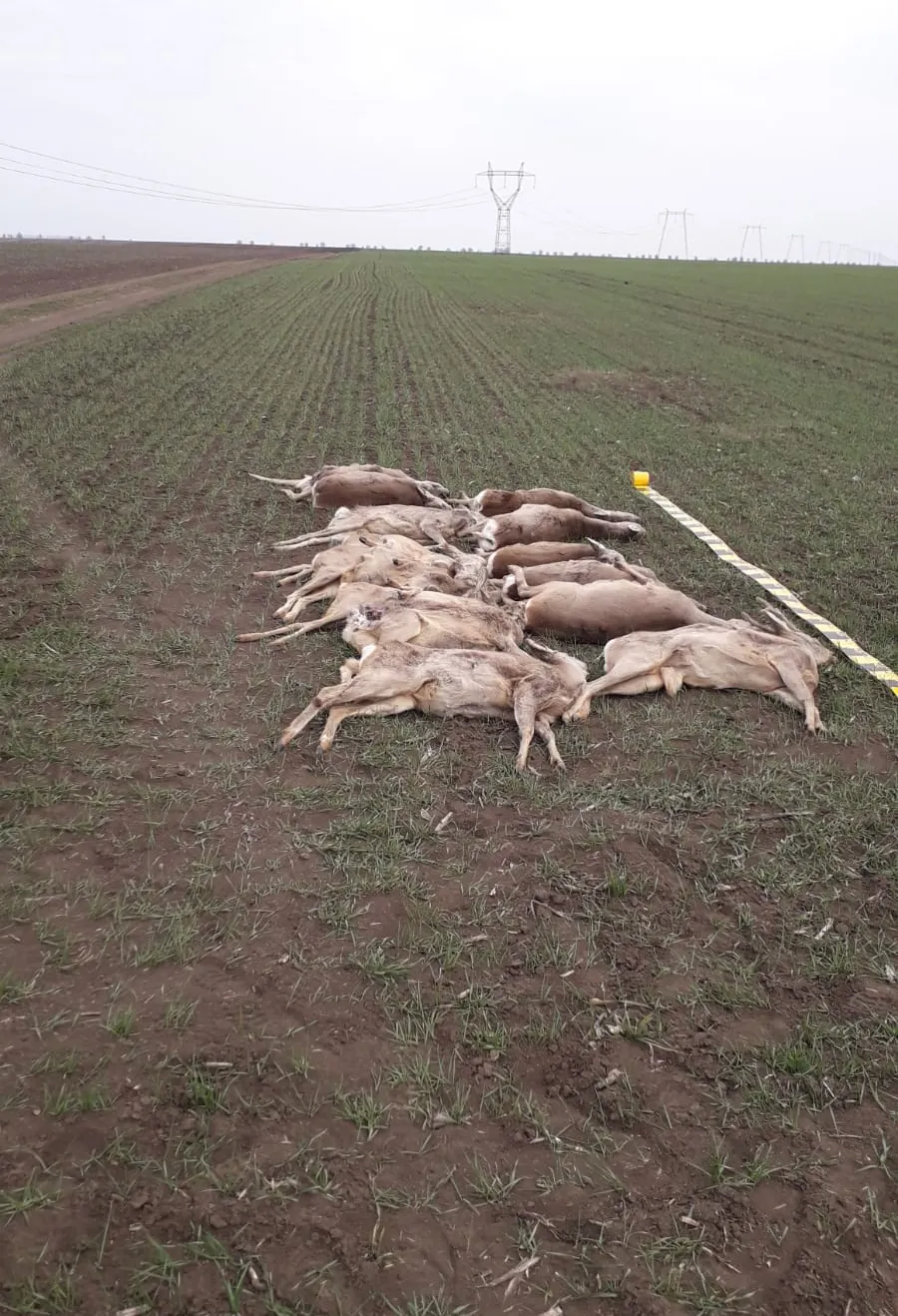 ARADCU 00 VANAT OTRAVIT PASARI CAPRIOARE VANATORI MORT VI15MART 4
