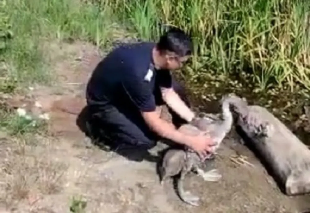 Pentru că orice viață contează pompierii arădeni au salvat un pui de lebădă