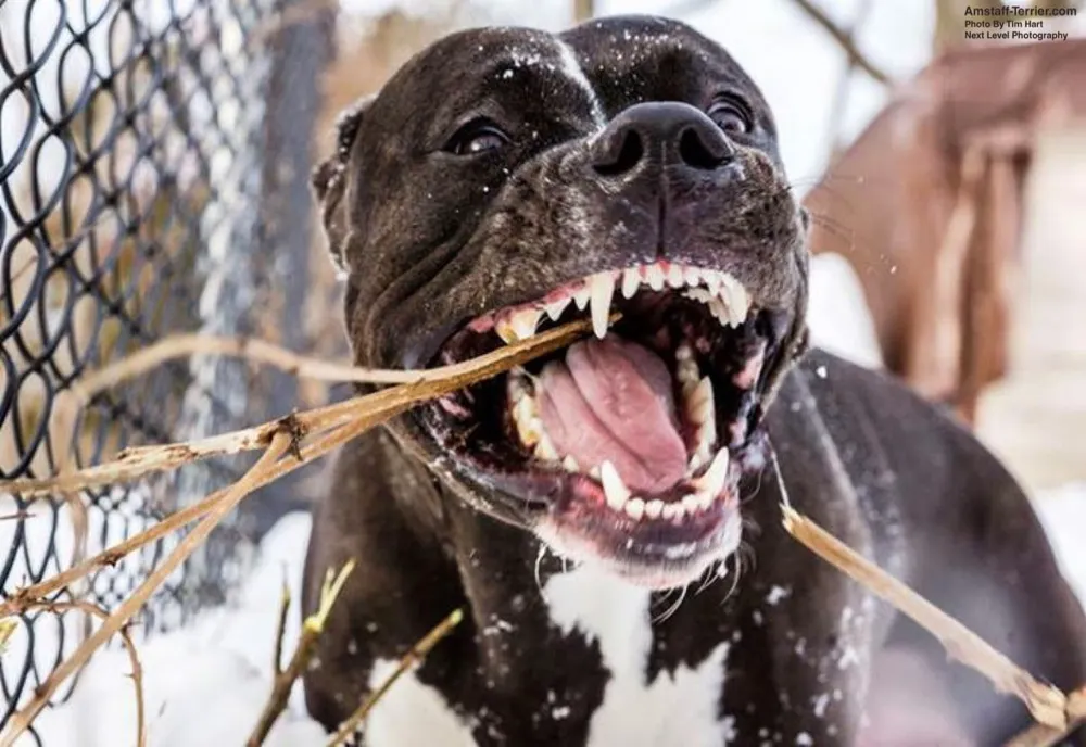 Femeie atacată de doi câini din rasa Amstaff, la Arad