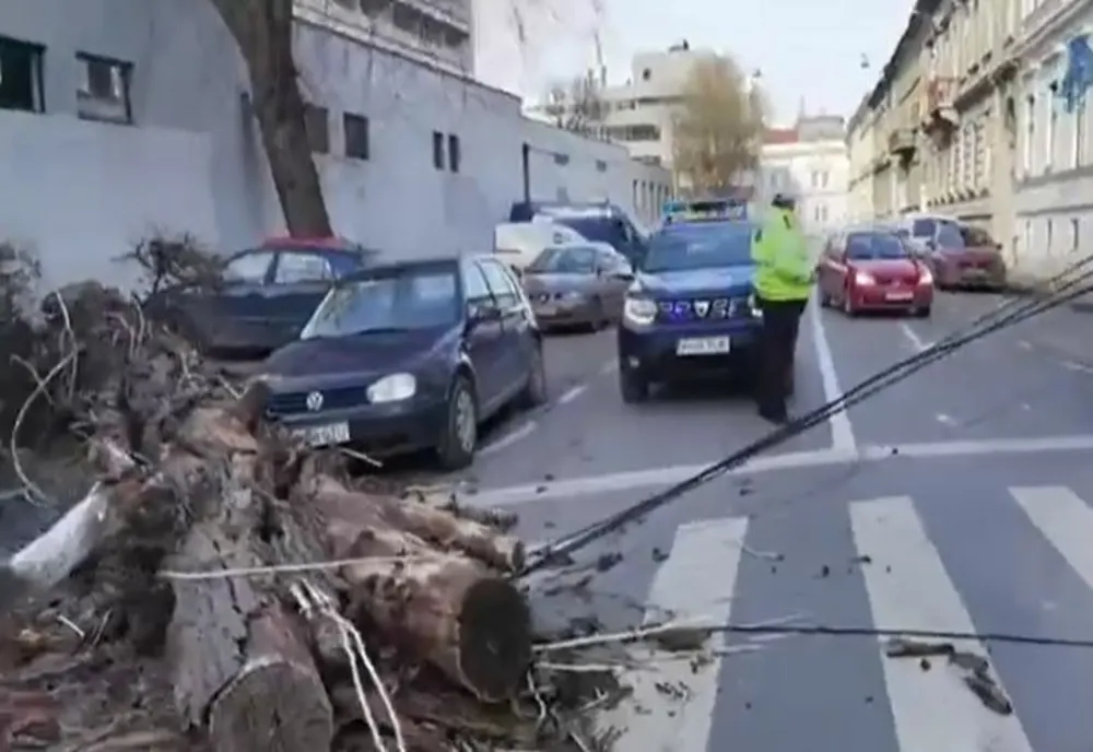 Pericol pe stradă: copac căzut în Arad, ca din senin