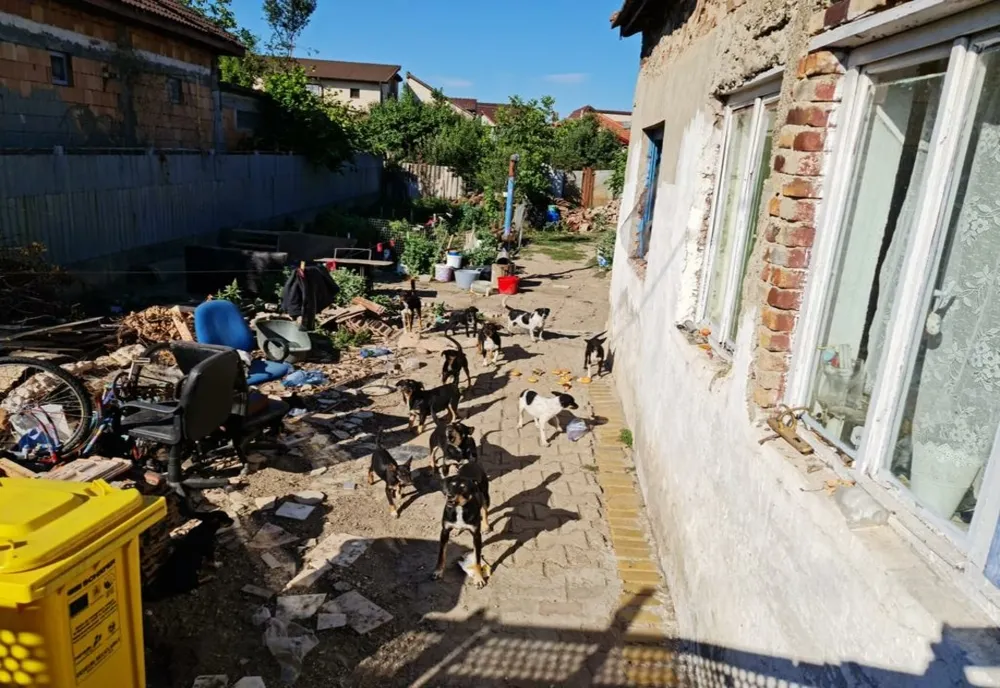 16 câini salvați de polițiștii Biroului Pentru Protecția Animalelor din Arad