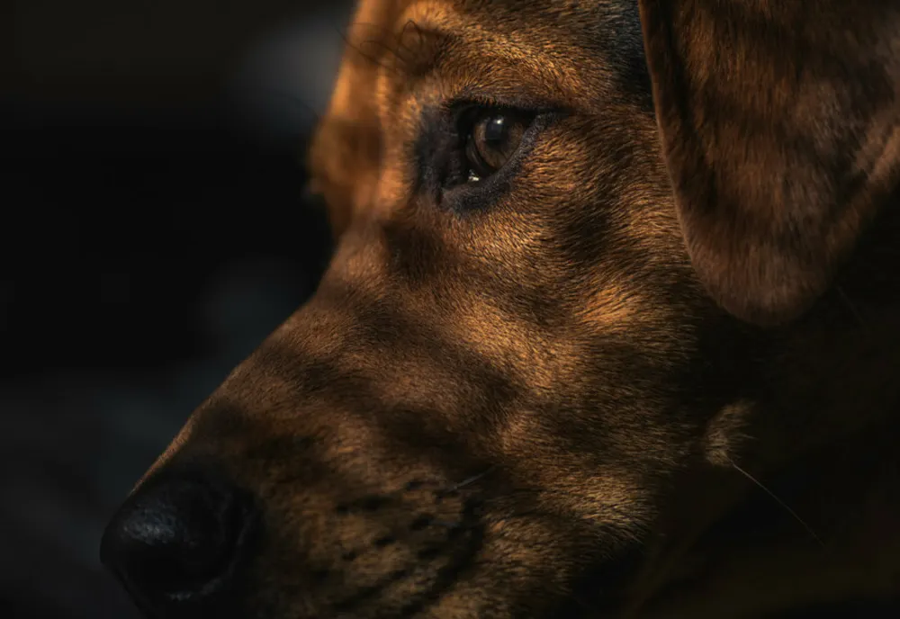 Un veterinar din Arad este cercetat în legătură cu cu zeci de câini expediați în străinătate