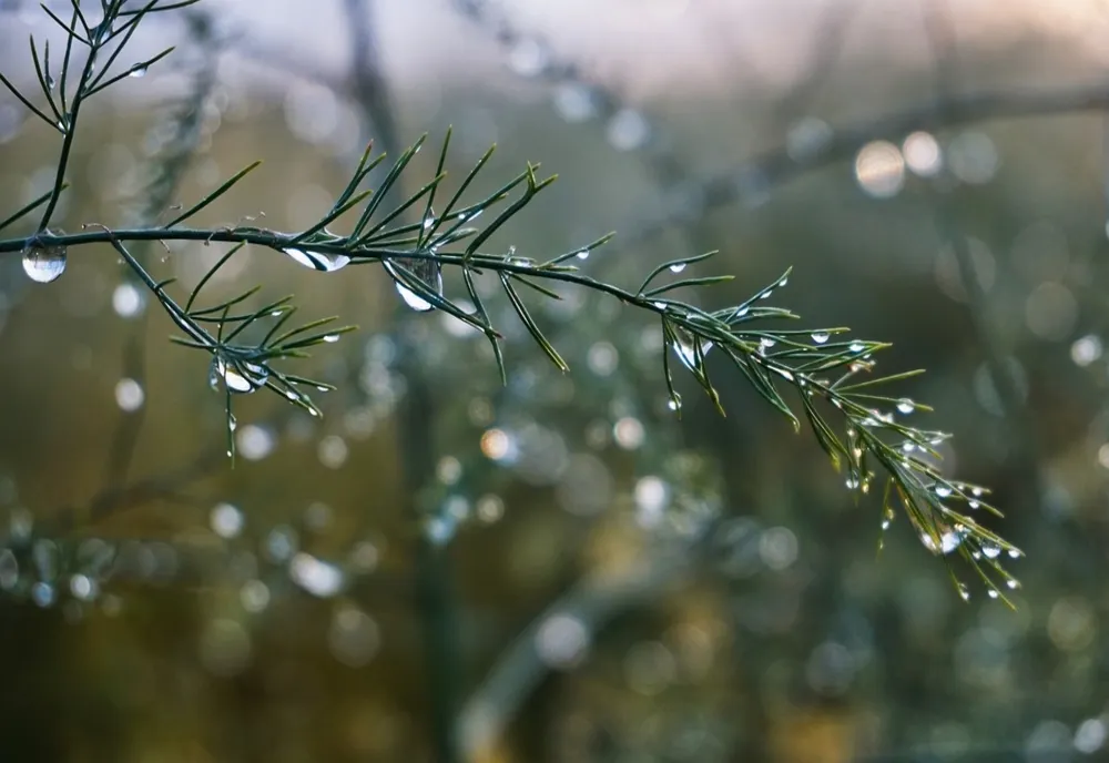 Vremea 10 decembrie. Ceață densă și burniță în multe zone: temperaturi peste normal cu maxime de până la 16°C