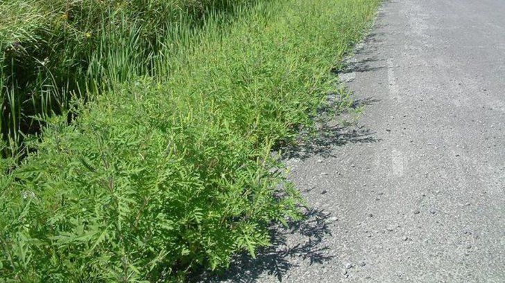 ambrozie-cum-arata-ambrozia-4_78657300