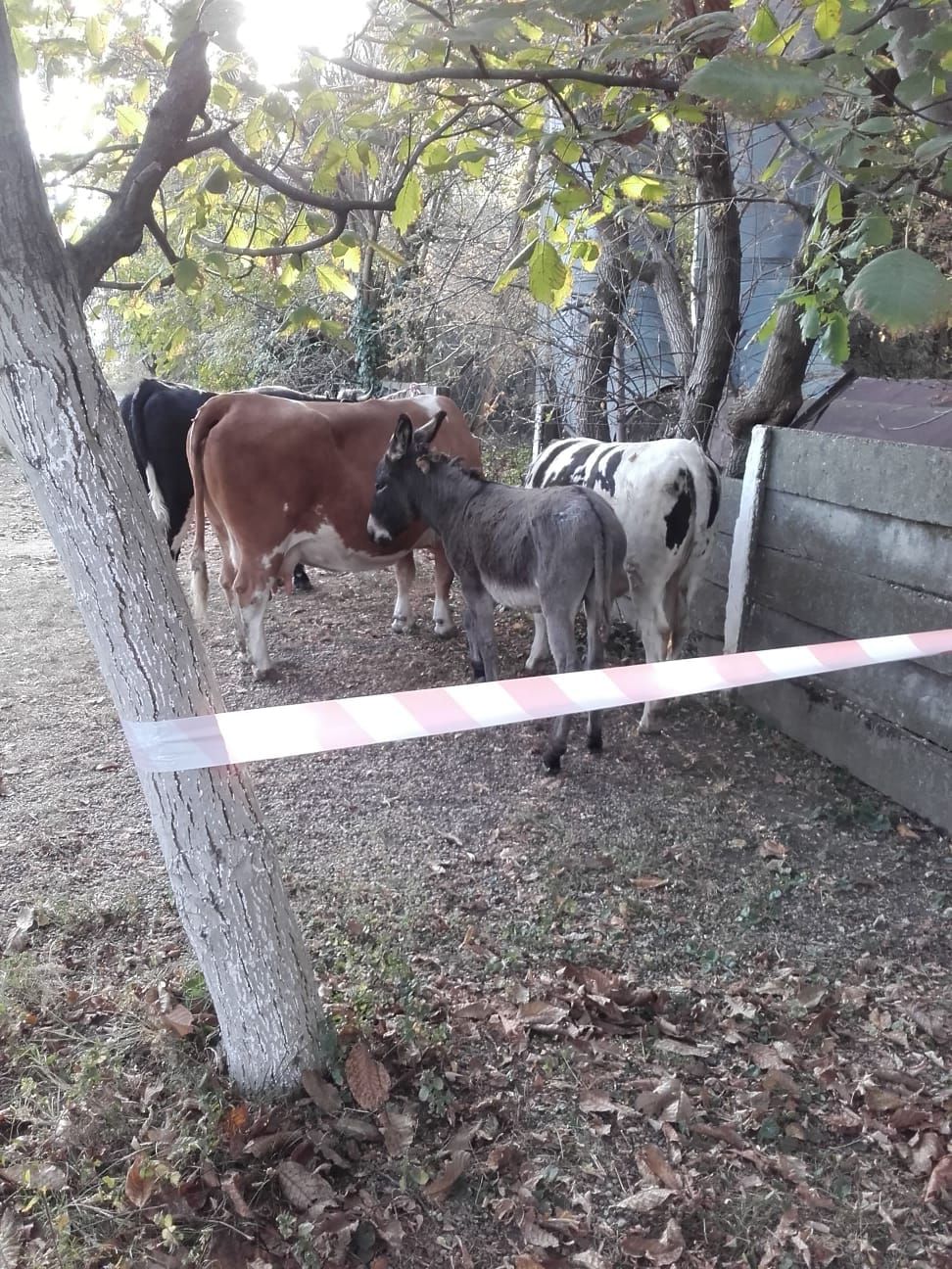 ARADCU VACI MAGARI PRIMARIE MI17OCT (8)