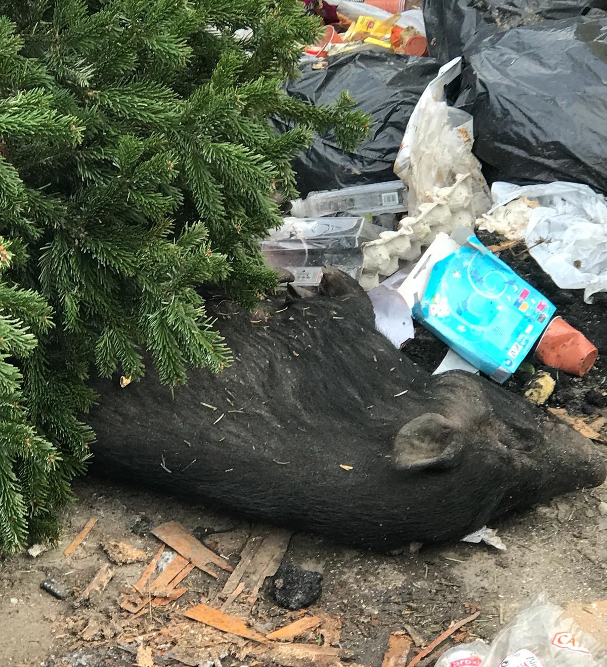 ARADCU 00 DESEURI MENAJERE GUNOI RETIM LU07IAN (2)