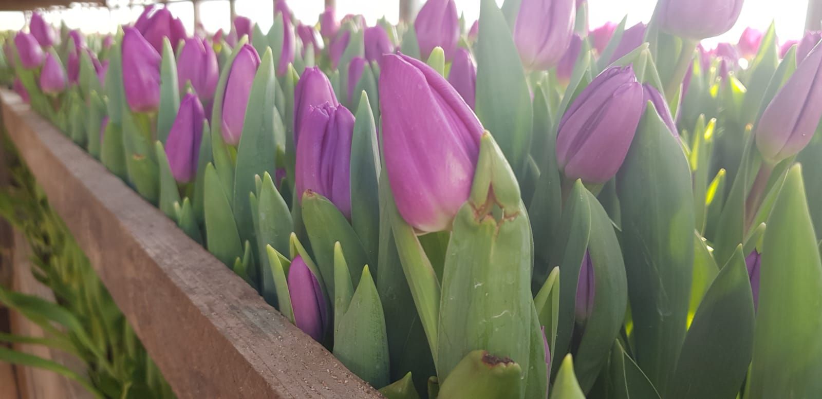 ARADCU 00 FLORI SERA SERE ALOIS WEI JOI14FEB (1)