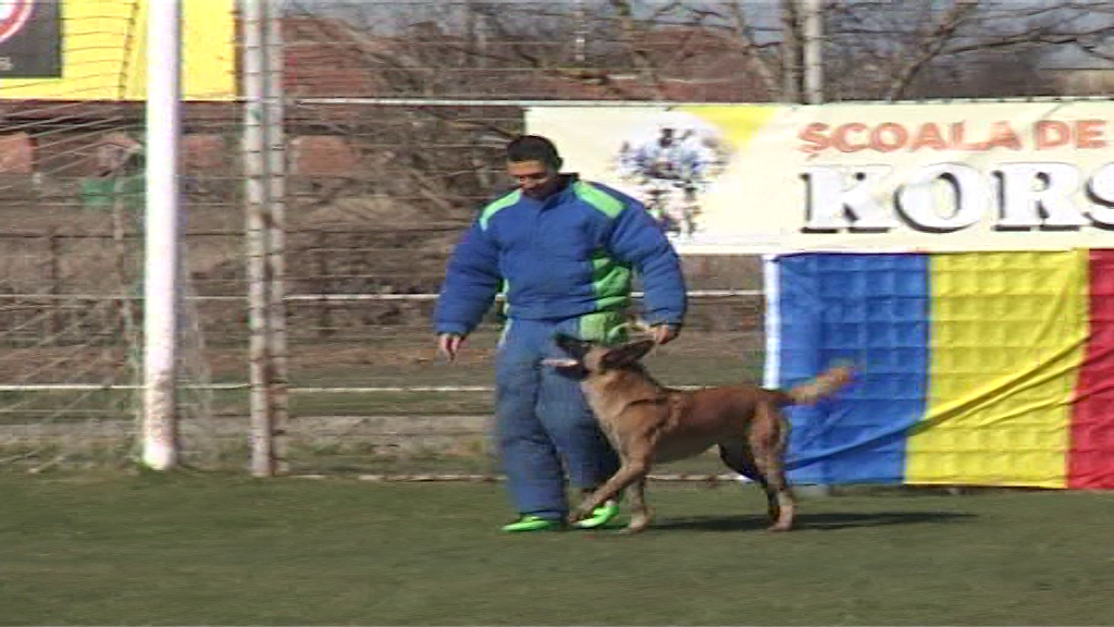 ARADCU 00 CAINI LUCIAN ANGHEL DUM17MART (9)