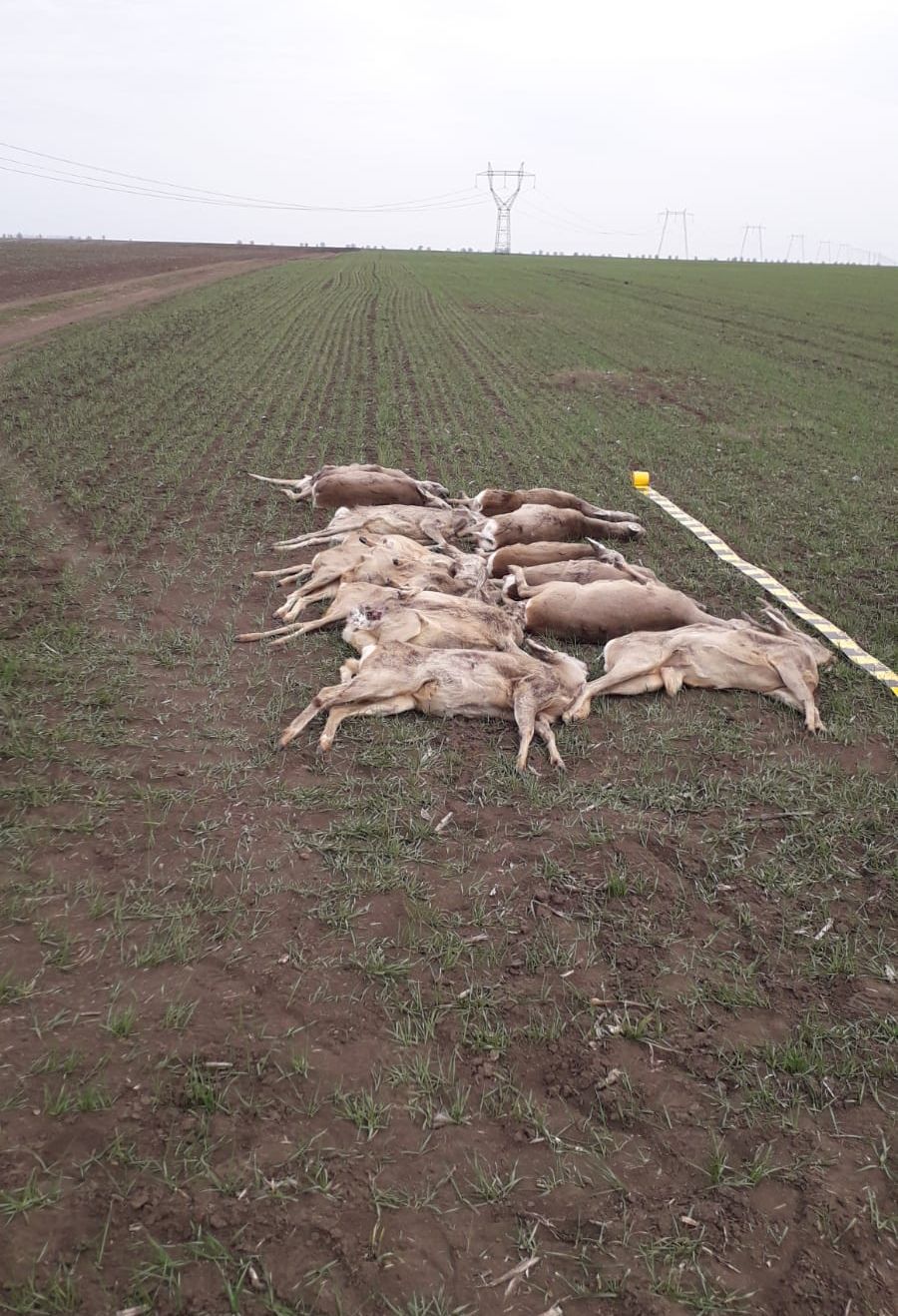 ARADCU 00 VANAT OTRAVIT PASARI CAPRIOARE VANATORI MORT VI15MART 4