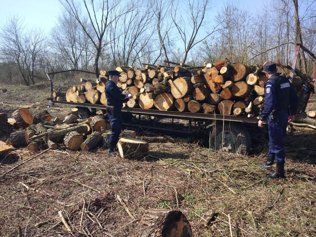 ARADCU LEMNE JANDARMI JANDARMERIA ARAD VI22MART
