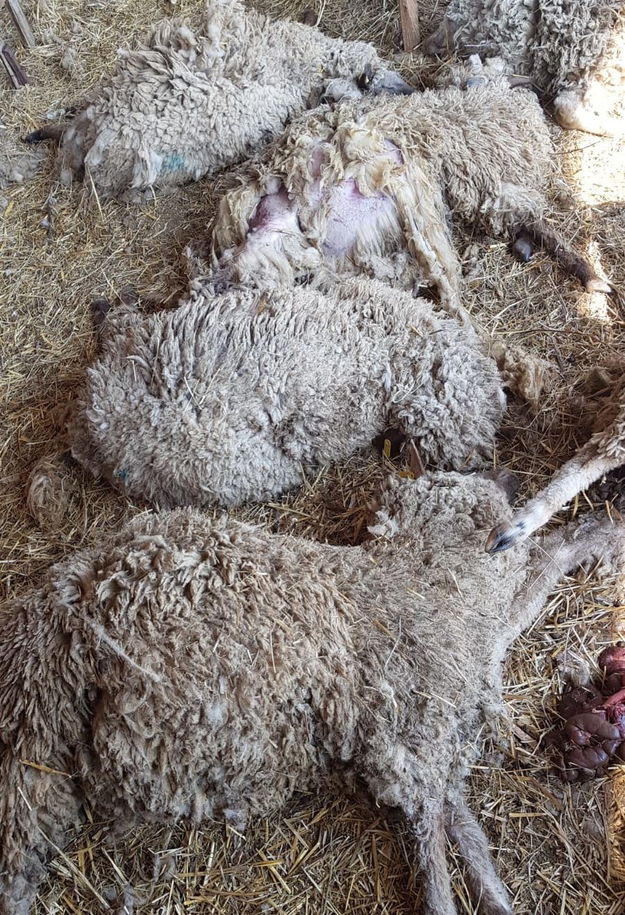 ARADCU ADEA SINTEA MARE OI MA02APR (18)