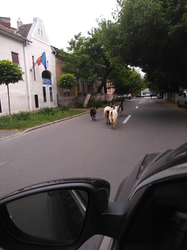 ARADCU 00 CAPRE LU17IUN