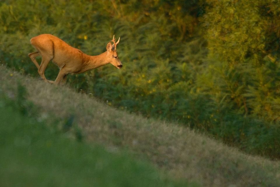 ARADCU 00 CAPRIOARA PNLM MA11IUN