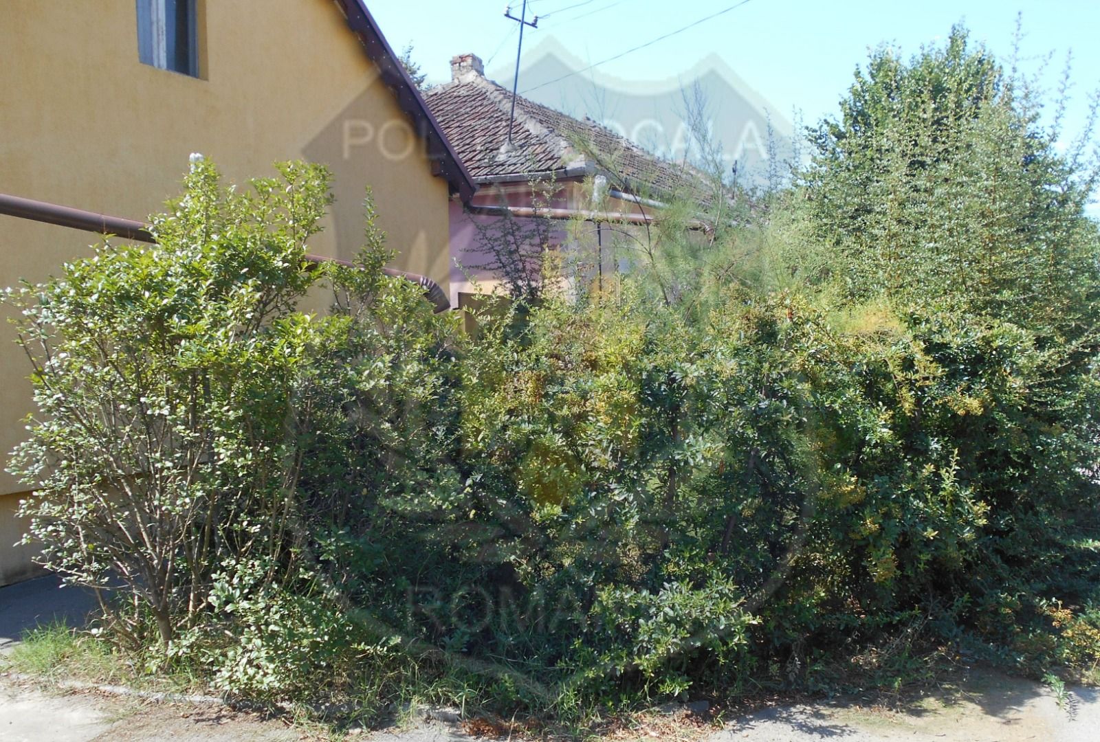 ARADCU 00 BURUIENI POLITIA LOCALA ARAD MA17SEPT (7)