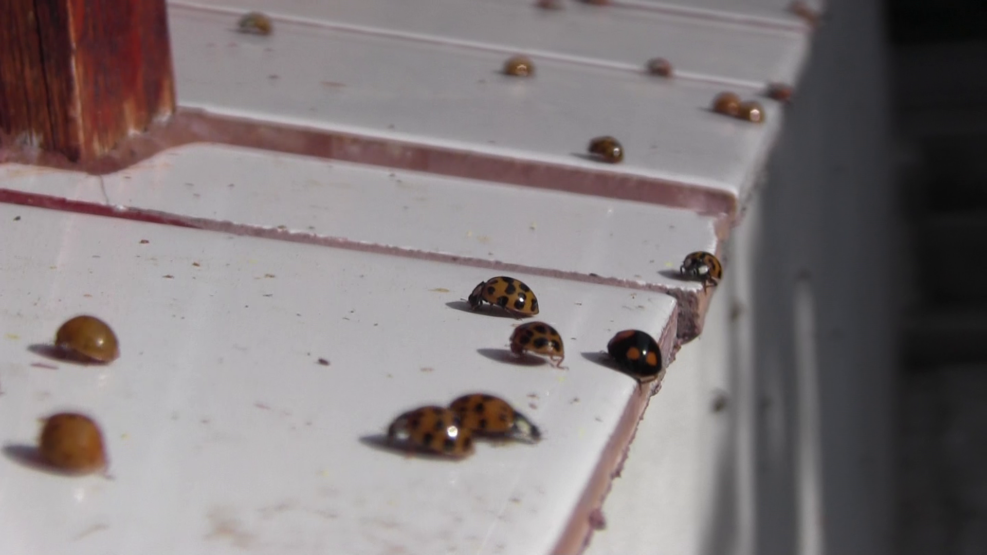 ARADCU 00 BUBURUZE LIPOVA MI16OCT (2)