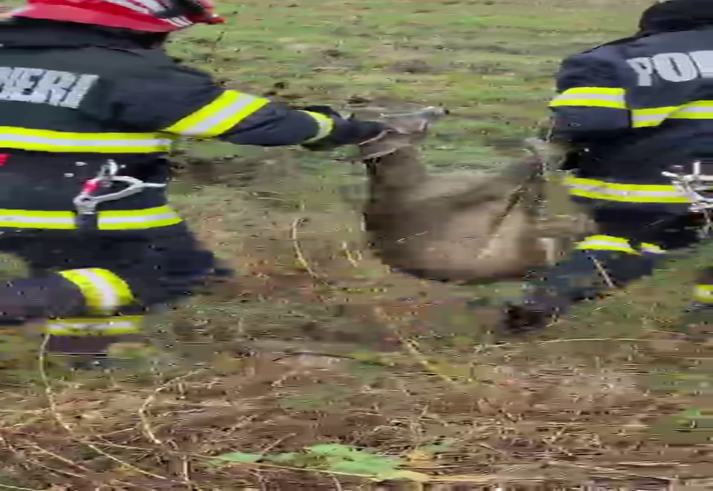 Arad: FOTO VIDEO Căprioară căzută într-un canal din Pădurea Ceala, salvată de către pompierii din Arad