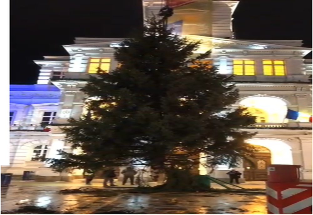 Aard: AUDIO FOTO VIDEO Bradul de Crăciun a ajuns în fața Primăriei Arad. Cum va fi decorat. Când se aprind luminile și vine Moș Nicolae
