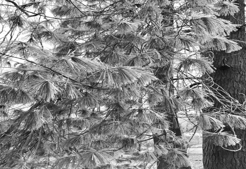  Arad: FOTO Fotografii spectculoase și inedite cu Parcul Regal al Castelului de la Săvârșin