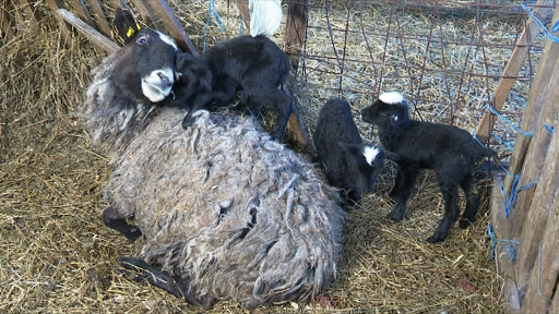 ARADCU 00 OAIA CU 6 MIEI COMUNA BATA LU10FEB (1)