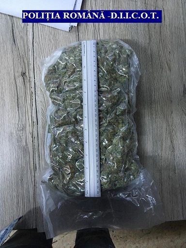 ARADCU 00 DROGURI CANNABIS DIICOT POLITIA ARAD LU15IUN (2)