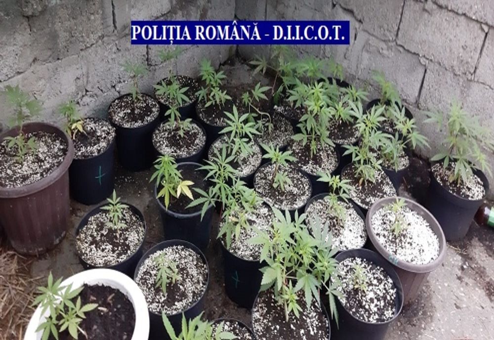 Percheziții la Arad: culturi de canabis în apartamente