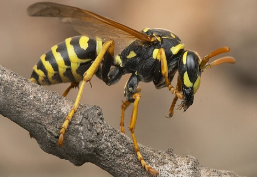 Bărbat din Arad, în stare gravă după ce a fost înțepat de un gărgăun