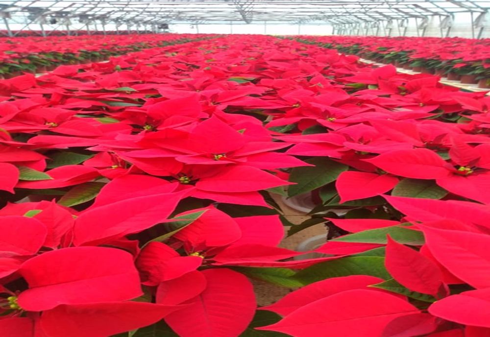  Aproximativ 15.000 de crăciuniţe pleacă în toată ţara din serele unei familii din Arad